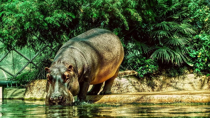 Hippopotamus, Water, Thirst,  grass, Beach, HD wallpaper